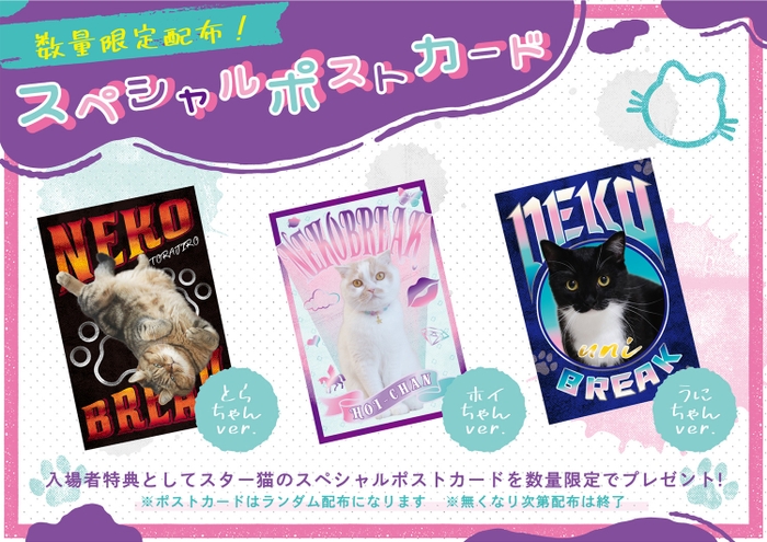 名古屋ギャラリー5周年を記念!スター猫オリジナルポストカードを限定配布