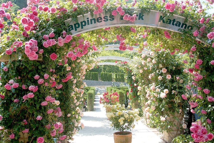 60種類以上のバラでお出迎え