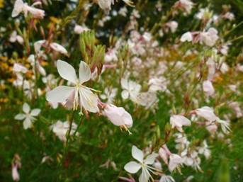 ガウラ (6月下旬~7月下旬)