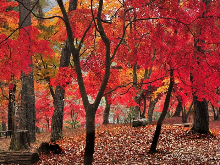 月の石もみじ公園の紅葉