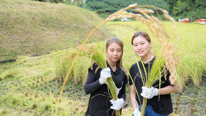 京都南山城村での稲刈り体験