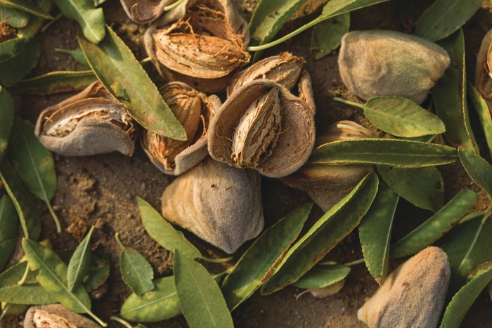 カリフォルニア・アーモンド協会 画像