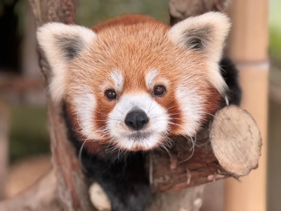 ニシレッサーパンダ