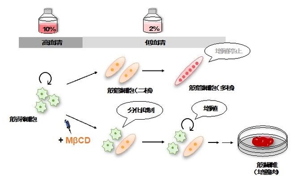 筋芽細胞の分化とMβCDの効果　マウスやニワトリの筋芽細胞を低血清培地で培養すると、筋管細胞への分化が進行し、それに伴って細胞増殖は停止する（上段）。一方、MβCDを添加すると、分化抑制効果ならびに増殖促進効果を示す（下段）。