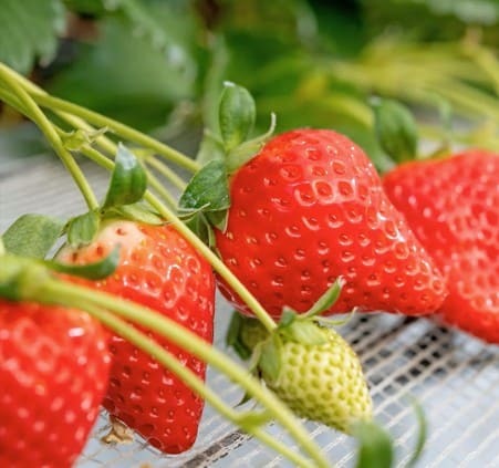 「チーバベリー」※写真はイメージです