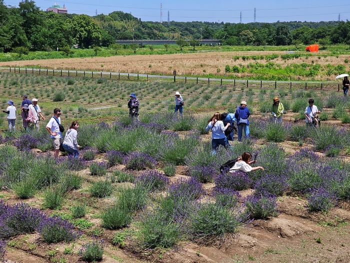 つみとり体験会場