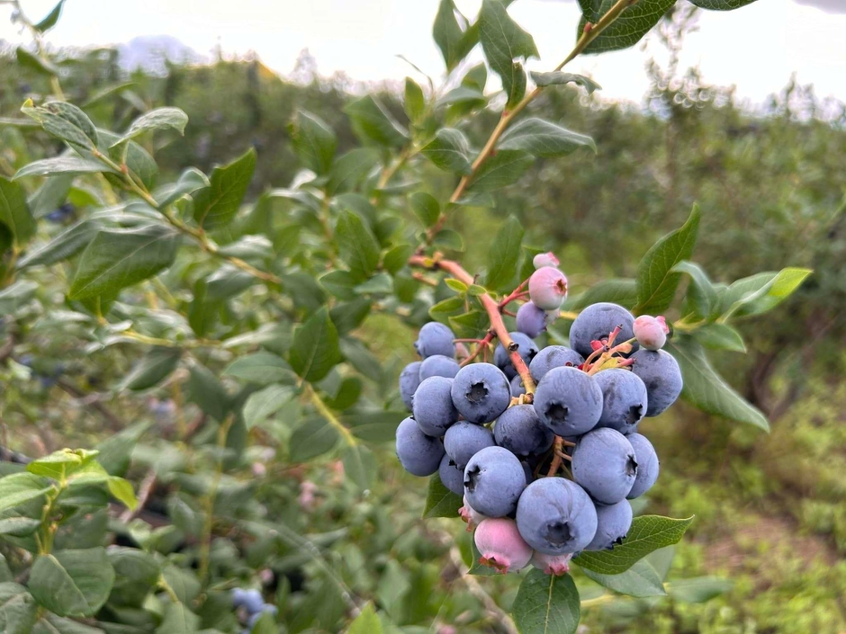 旬の食べ頃のブルーベリー