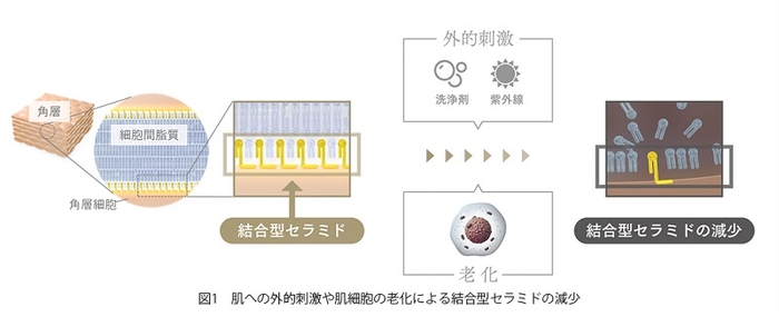 図1　肌への外的刺激や肌細胞の老化による結合型セラミドの減少