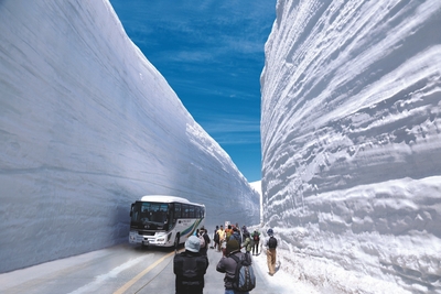 バスが小さく感じる、圧巻の大谷の雪壁