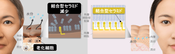 細胞老化が肌のバリア機能に重要な結合型セラミドを減少させる　（イメージ図）