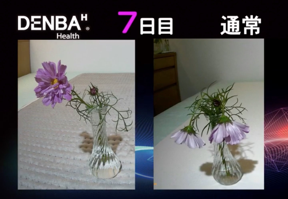 DENBA health 鮮度保持比較 花7日目