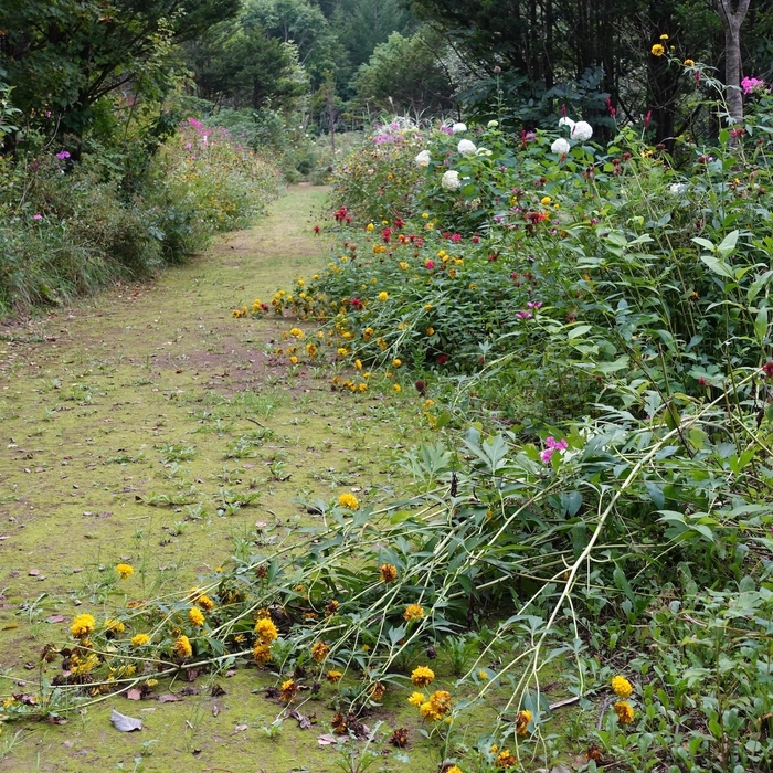 北の果ての庭園