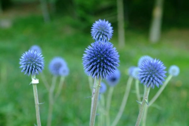 六甲高山植物園　絶滅が危惧される貴重な花 ヒゴタイが見頃を迎えました！