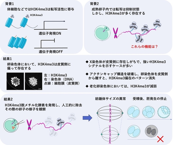 図1　本研究の概要図　本研究に関わる背景と主な実験結果を示す