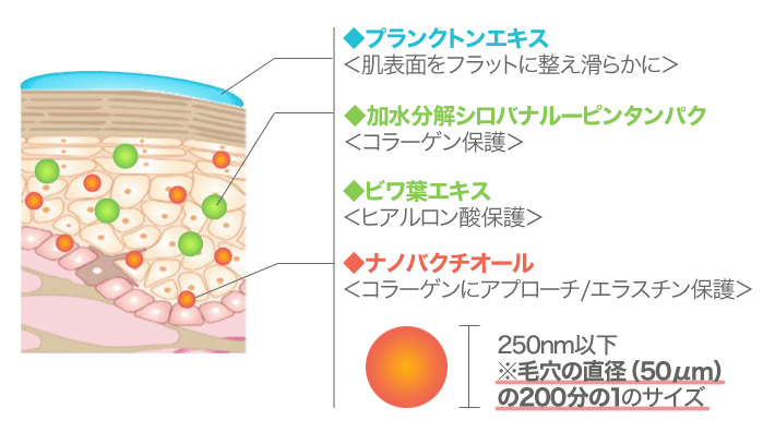 肌断面イメージ図
