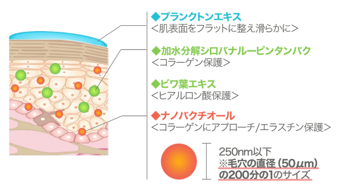 肌断面イメージ図