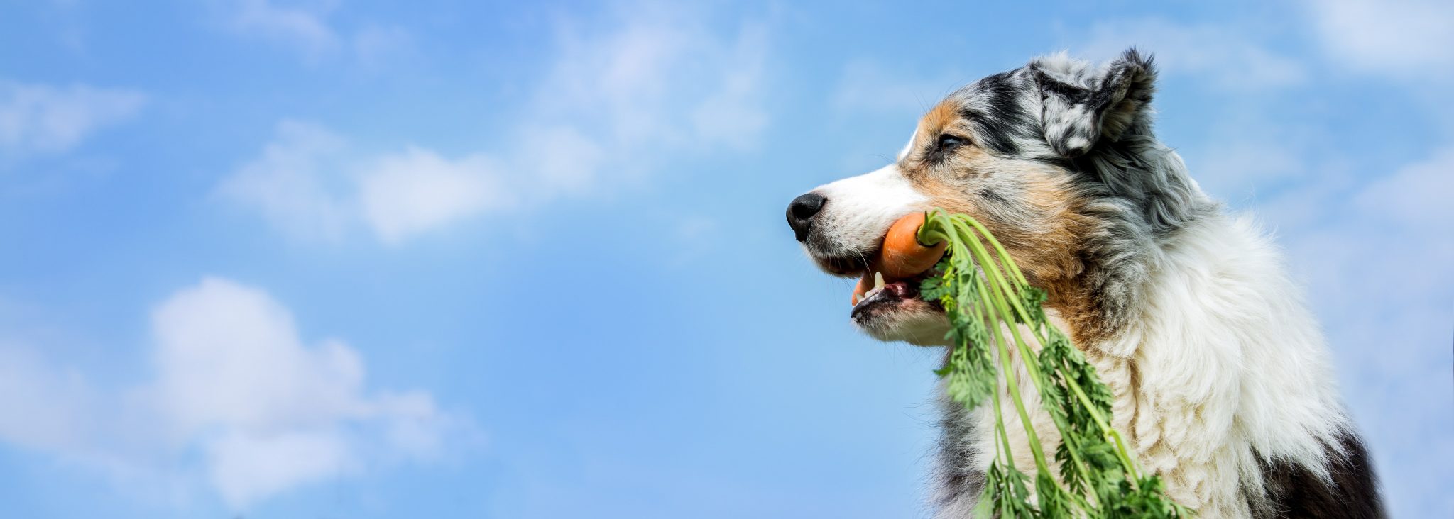 なぜ犬は草を食べてしまうのか その理由とは Newscast