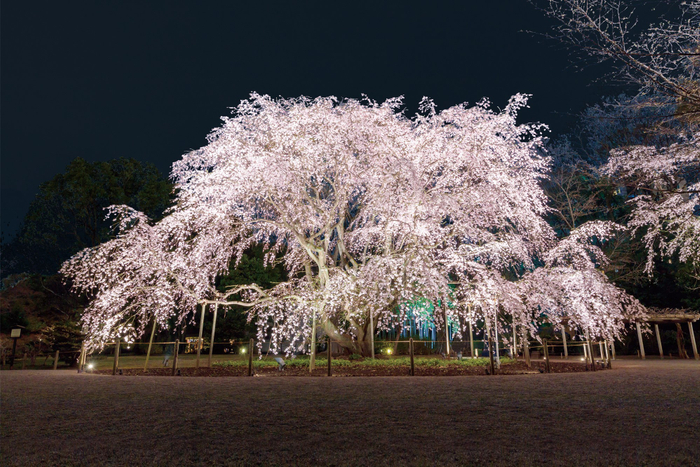 六義園の「しだれ桜」