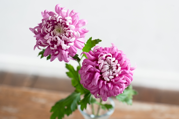 ディスバッドマム“マノア” 撮影:三浦 希衣子