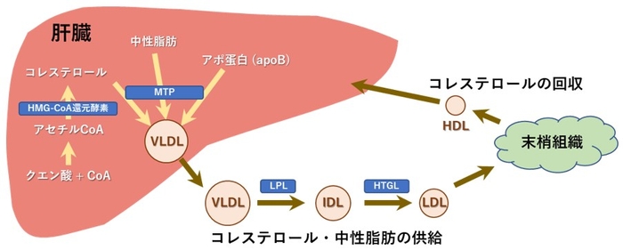 図1.肝臓を中心とした脂質輸送系