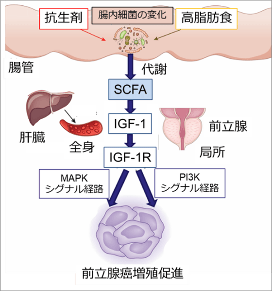 （図）前立腺がん増殖促進の仕組み