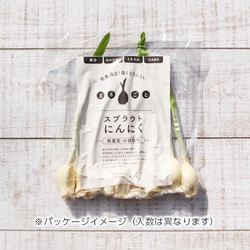 障がい者施設による、発芽にんにくの栽培＆販売を 11月1日よりスタート　～アクアポニックスによる スプラウトにんにくを低価格販売～
