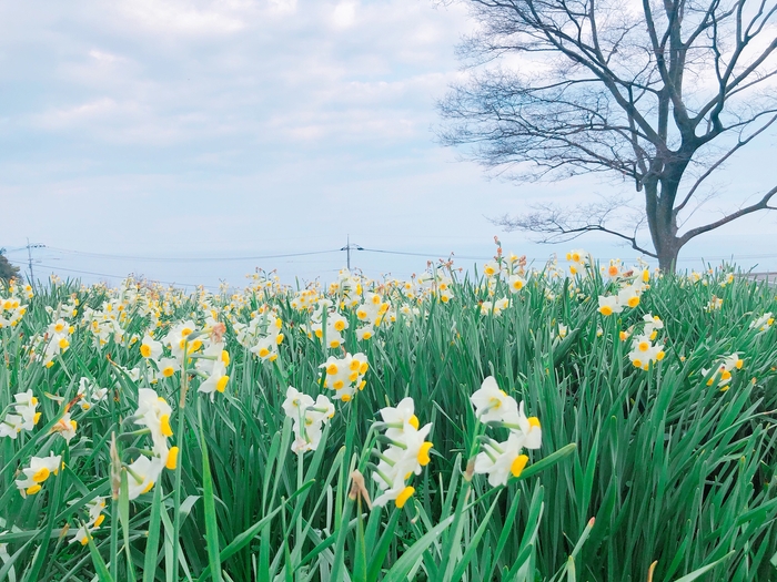 やぶ椿と水仙の里