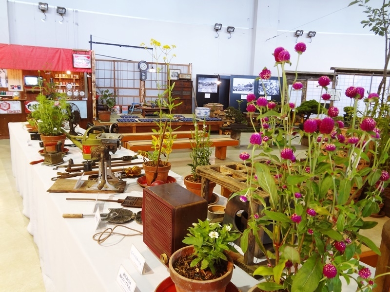 展示植物 昨年度