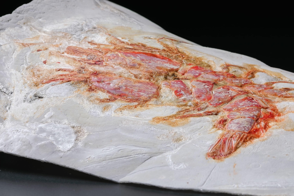 ぺったん焼き 商品イメージ(4)