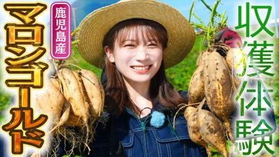 秋元真夏が鹿児島県でマロンゴールドを収穫体験！ 中身は黄金色で栗のように甘いさつまいも「マロンゴールド」をお届け！
