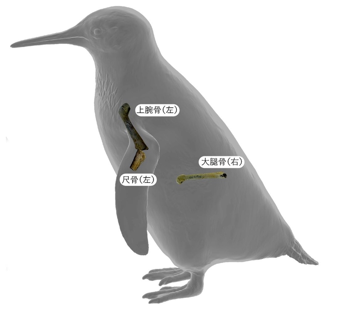 化石の保存部位(新村龍也&足寄動物化石博物館)