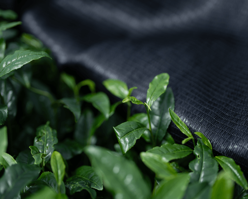 茶畑を覆うことで日光を遮り、旨みと色を深める“かぶせ栽培”