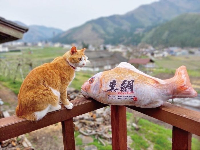 ぎょたクッション70cmと猫