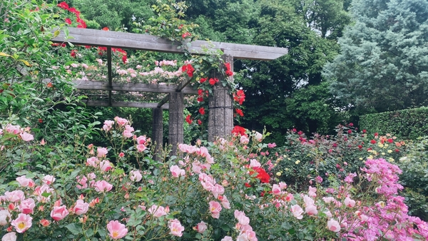 ローズガーデンの様子（5/19撮影）