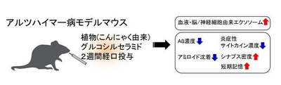 こんにゃくセラミドの脳への移行性、北海道大との共同研究で確認 　認知症予防効果をサポートする研究成果