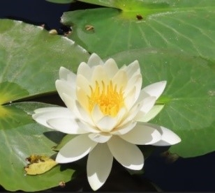 小石川後楽園のスイレン