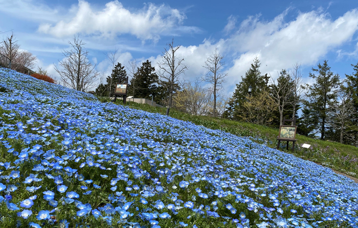 春の絶景！　ガーデンミュージアム比叡山内のネモフィラ