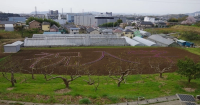 東京農業大学厚木キャンパス、 3,600株の花文字「祝 入学」が新入生をお迎え