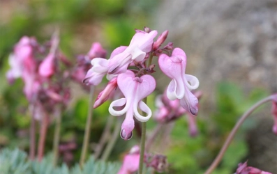 六甲高山植物園 高嶺の花 コマクサ が見頃です！