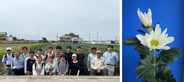 6月に実施した圃場見学（左）、二輪ギク（右）
