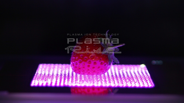 写真3．イチゴのプラズマ処理実験事例