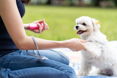 子犬のトレーニングを始めるタイミングはいつなのか？