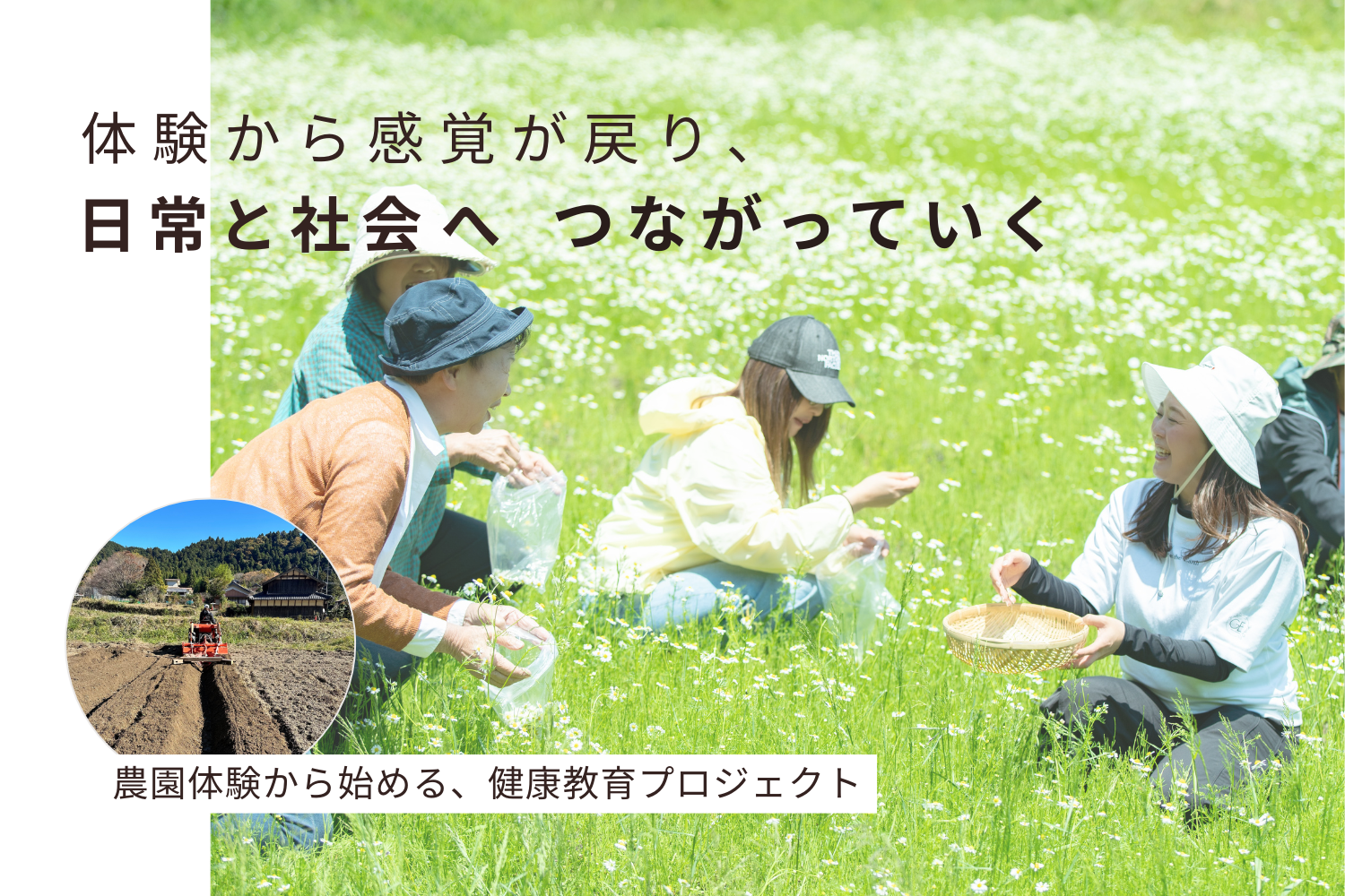 岐阜県大垣市生産量日本一!その中でも、希少な国産&自然栽培のジャーマンカモミール(カミツレ)の収穫体験開催の様子