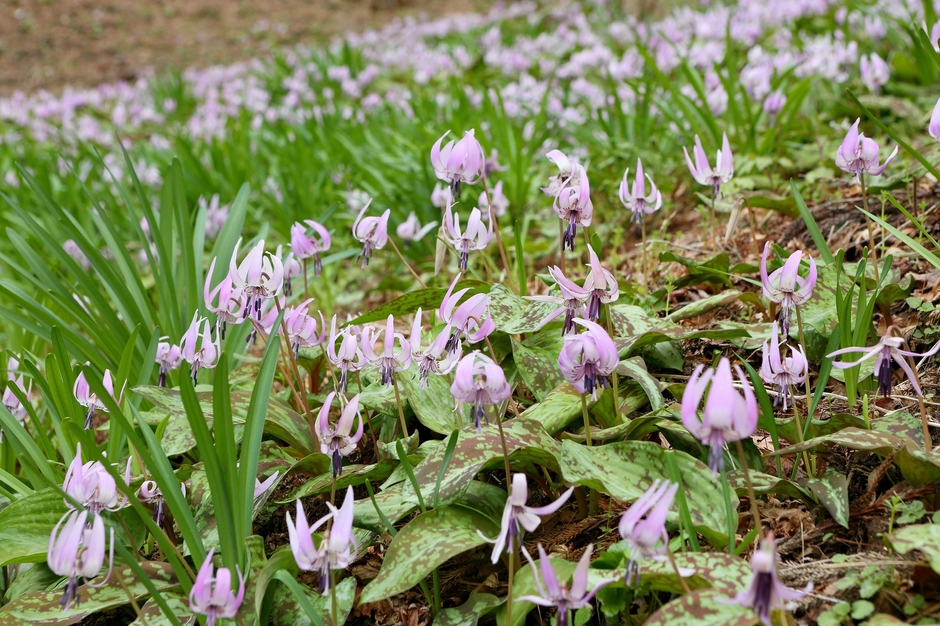 飯盛山(カタクリ群生)