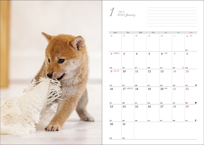 気まぐれ小柴-4