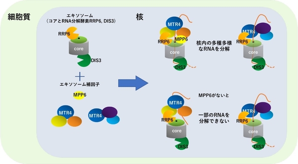 エキソソームを構成する因子