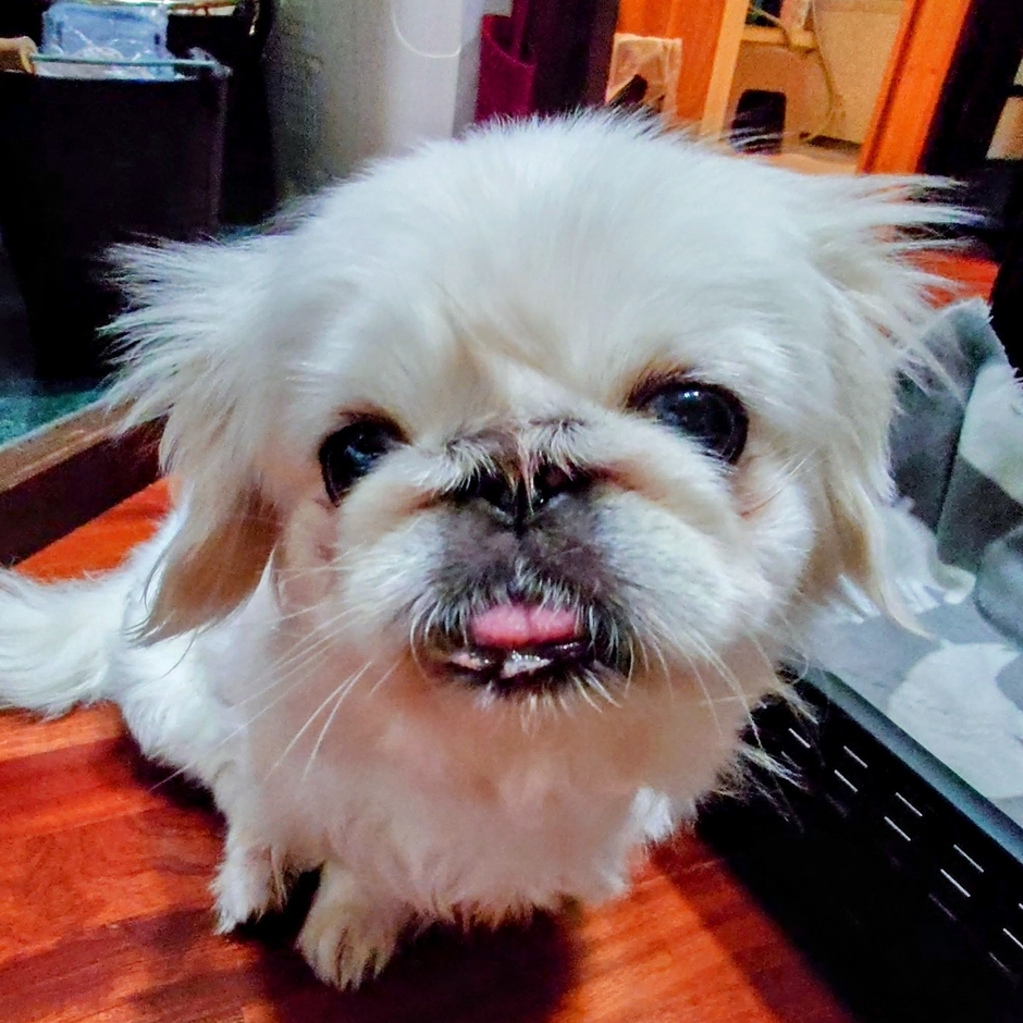 小型犬モデル ゆず(2)