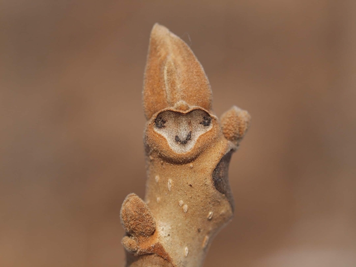 冬芽(ふゆめ)と葉痕(ようこん)の観察