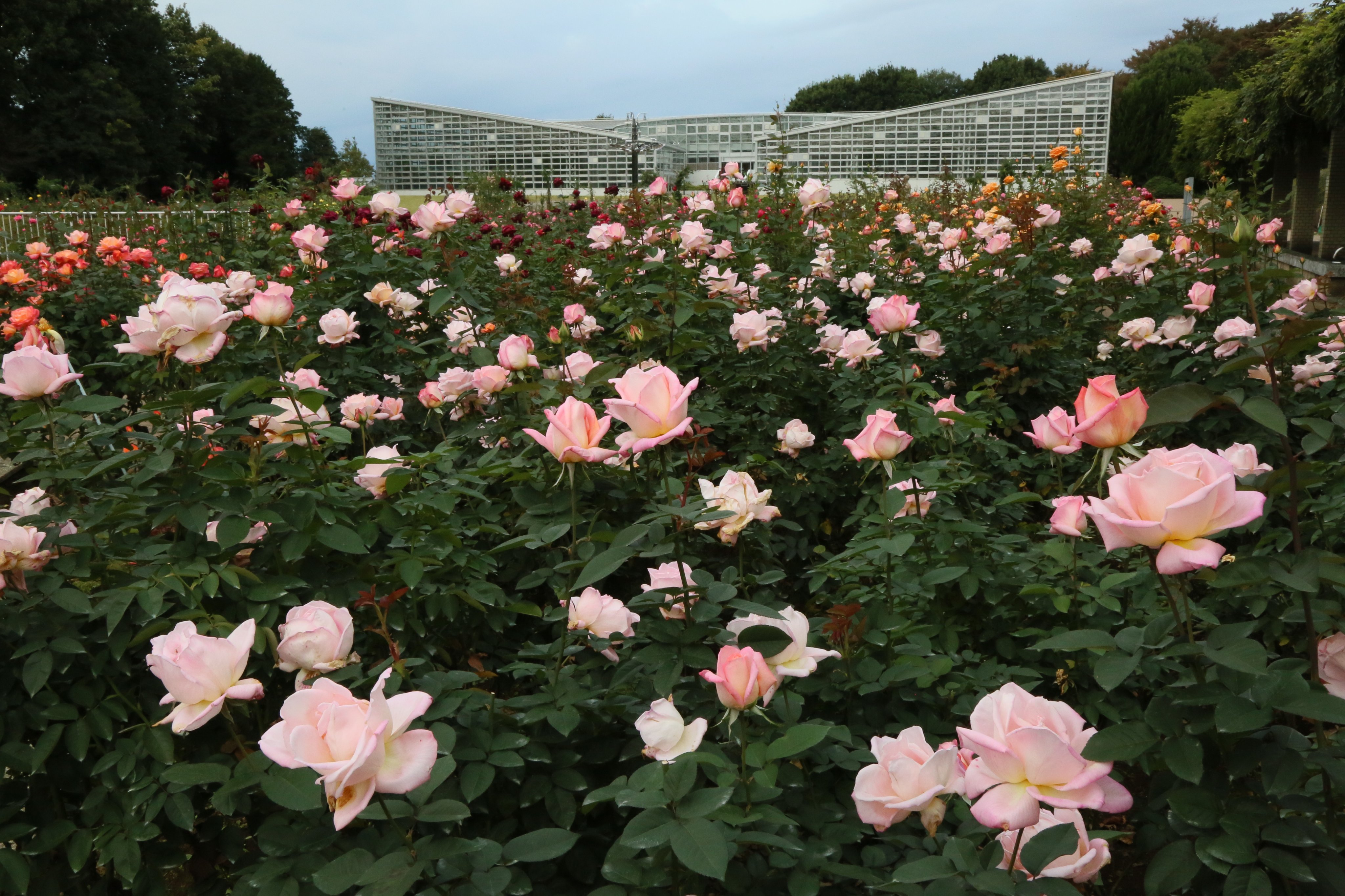 神代植物公園「秋のバラフェスタ」10月4日（火）～10月30日（日）｜公益財団法人 東京都公園協会のプレスリリース 配信日時：2022年9月2