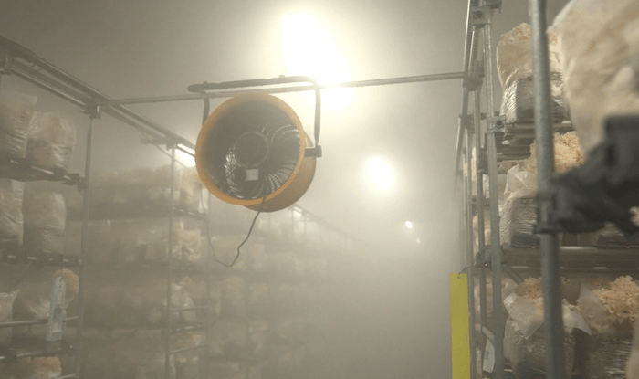 花びら茸の栽培風景